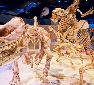 Fossil Hall at Florida Museum