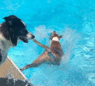 pet boarding resort, stables, kennels, bath, grooming, frontline, clips, play excursions, pool time, horse boarding, multi-pet discount, long term stay 