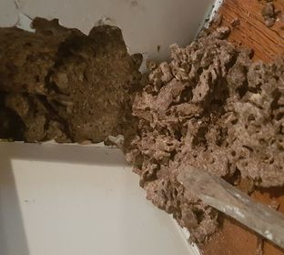 Termite damage on Customer home