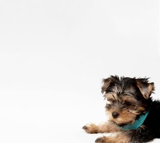 side-view-charming-yorkshire-terrier-puppy-with-copy-space
