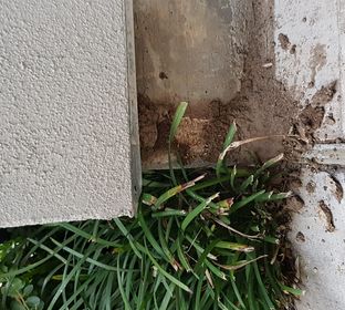 Termite tunnels found on Customer home @ Downtown Houston TX