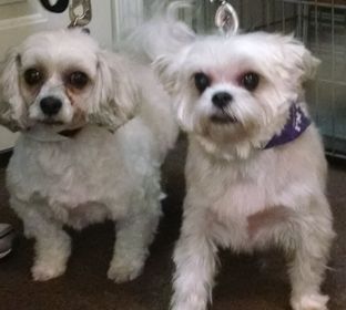 The collie mix is Rosi and the little Yorkie mix is Beau and the Lhasa mix is Lola.