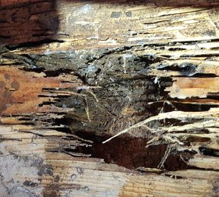 Termite extensive damage on Customer home
