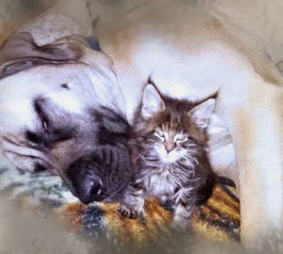 Windtara Maine Coons breeder, Morganton, GA, cats, kittens, cat lovers, cat breeders
